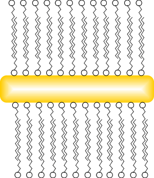 Gold Nanoparticles CTAB